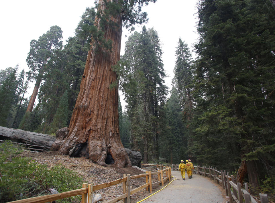 FILE - In this Sept. 12, 2015, file photo, fire fighters walk near a giant Sequoia at Grant Grove in Kings Canyon National Park, Calif. Nearby Sequoia National Park was shut down and its namesake gigantic trees were under potential threat Tuesday, Sept. 14, 2021, as forest fires burned in steep and dangerous terrain in California's Sierra Nevada. The Colony and Paradise fires were ignited by lightning last week and were being battled collectively as the KNP Complex. Kings Canyon National Park, to the north of Sequoia, remained open. (AP Photo/Gary Kazanjian)