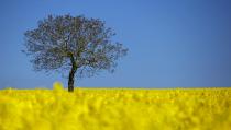 <span><b>7th most popular.</b><br>A tree is pictured in a blooming rapeseed field on a spring morning in Vufflens-la-Ville near Lausanne, April 23, 2015. (REUTERS/Denis Balibouse)</span>