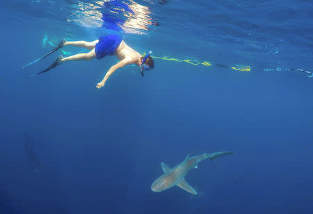 A tourist swims with a sandbar shark on a cageless shark dive tour in Haleiwa, Hawaii February 16, 2015. REUTERS/Hugh Gentry/File Photo