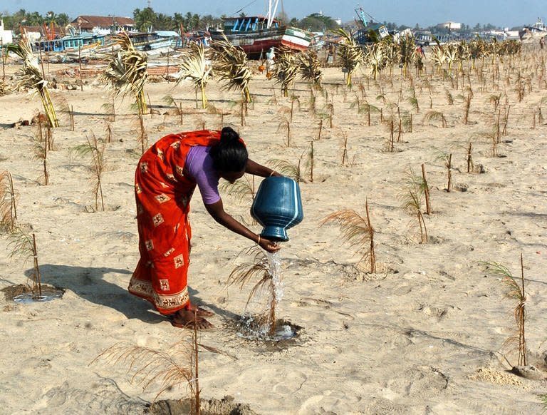 A female Indian labourer pours water on a sapling as she tends to trees in Nagapattinam, on January 23, 2005. Fierce competition for water could trigger conflict unless nations cooperate to share the diminishing resource, leaders from Asia-Pacific nations have warned