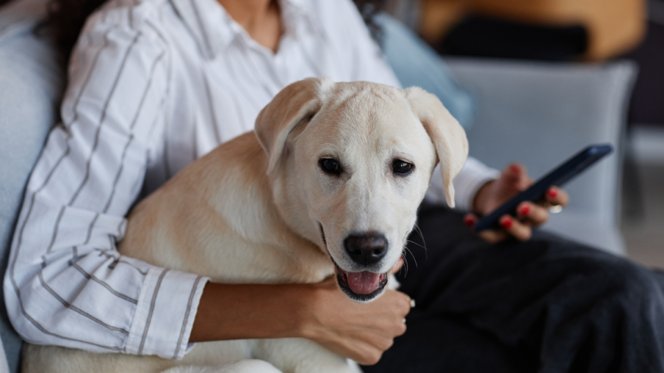 Labrador retriever with owner