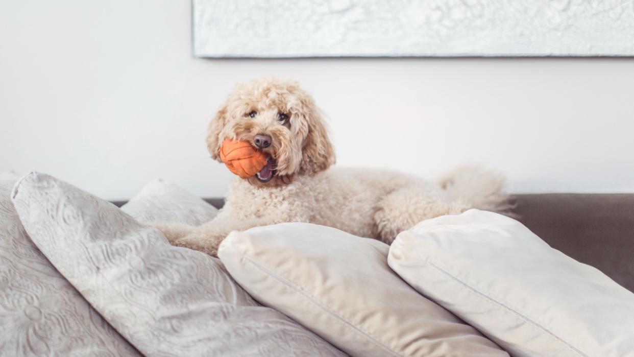  Dog lying on couch with ball in mouth. 