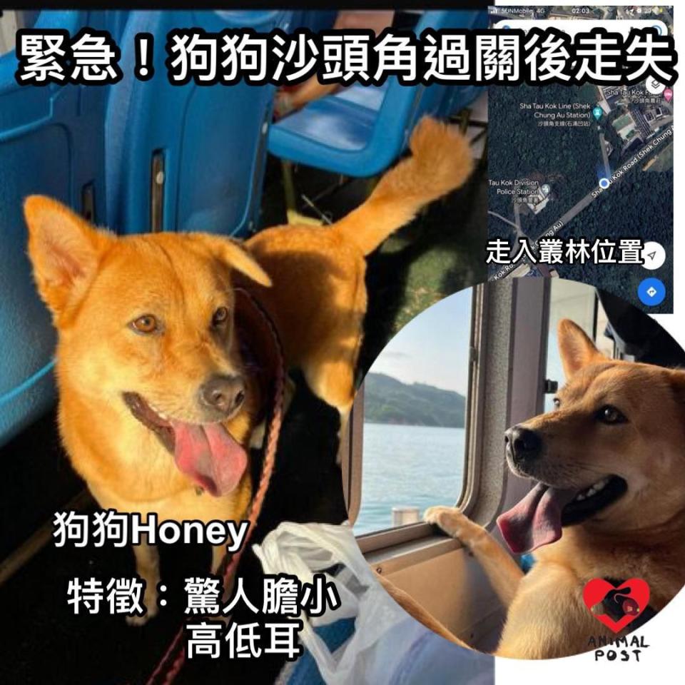 早前本報刊登尋找Honey 報道。