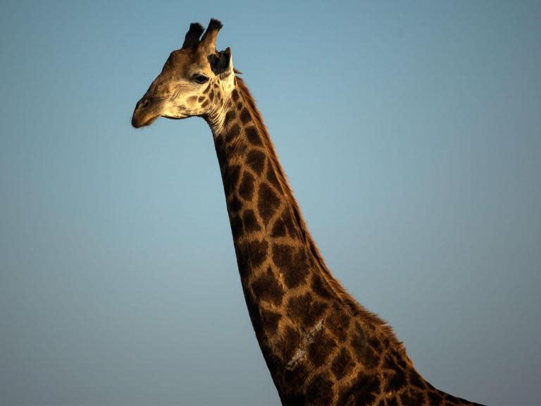 Two giraffes at the Lion Country Safari in Florida were killed by a lightning strike last month, park officials have confirmed. The deaths of the animals, Lili and Jioni, had been a mystery ever since their bodies were discovered in a pasture located within their habitat in early May. In a statement released this week, officials said pathology results confirmed the giraffes passed “as a result of the lightning”, noting their deaths were “instantaneous”. “Out of respect for their mourning and the pending pathology results, we waited to share this information,” the park wrote in a Facebook post on Tuesday. “We continue to mourn our two incredibly lovely and charismatic giraffes; they will both be sorely missed.”“Lily and Jioni were in the pasture in their habitat when a severe thunderstorm quickly developed 6 weeks ago,” the post read. “The keepers and our whole team were understandably devastated by this sudden and tragic loss.”According to the park, the giraffes were kept on a multi-acre habitat with “numerous shelters”, although they are not forced to use them. Officials also told CBS12 that the animals generally prefer to be out in the open space rather than kept inside, though sheltered areas are opened up during storms and other weather events. Neither of the giraffes reportedly suffered any trauma, a spokesperson for the park said. The park’s Facebook post announcing the cause of death quickly went viral, receiving nearly 4,000 reactions in under 24 hours and more than 1,000 comments from users worldwide. Many people engaging with the post mourned the loss of the two beloved giraffes while expressing support for the park’s staff members and caretakers who looked after Lili and Jioni. Lion Country Safari has not announced any changes in its operations or schedule in the wake of the incident.