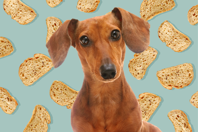 what if a dog eats a loaf of bread