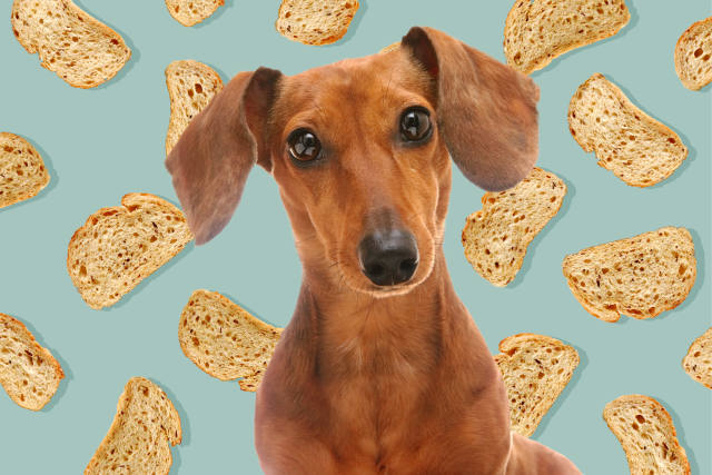 bad food for pups is sourdough bread bad for dogs