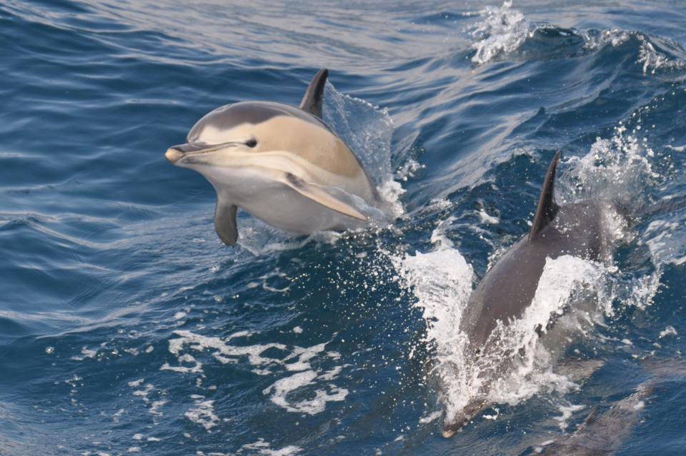 Wild common dolphin playing and breaching in the waves.