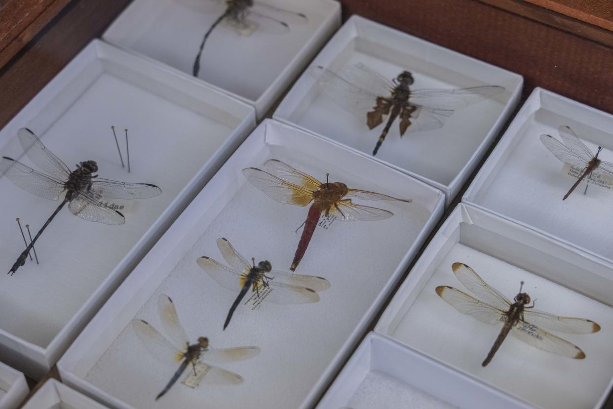 Jessica Ware, entomóloga y conservadora asociada de la División de Zoología de Invertebrados, en el Museo Estadounidense de Historia Natural de Nueva York, el 22 de marzo de 2023. (Hiroko Masuike/The New York Times)