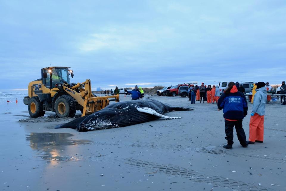 Researchers perform a necropsy on a female humpback whale that washed ashore in Brigantine on Jan. 12, 2023. The whale is the latest to wash onto New Jersey beaches in recent weeks.