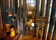 Veterinarian gives apples to 54-year-old Asian elephant Mara as she offers her foot to be disinfected in Buenos Aires