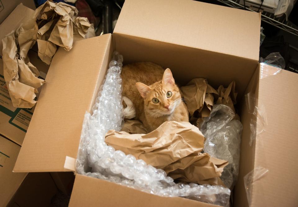 Die Katze wurde nach sechs Tagen wohlbehalten von einem Amazon-Mitarbeiter entdeckt. (Symbolbild) - Copyright: Moment/Getty Images