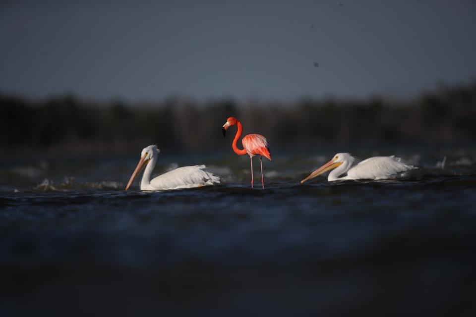 An American flamingo hangs out with a flock of American white pelicans in the Rookery Bay National Estuarine Research Reserve in the 10,000 Islands on Friday, Jan.14, 2022. It is was discovered earlier this week. It is believed to be the first American flamingo documented by photo in Collier County. Trip to photograph the flamingo was courtesy of Keith Laakkonen, director of the Rookery Bay National Estuarine Research Reserve in Collier County.