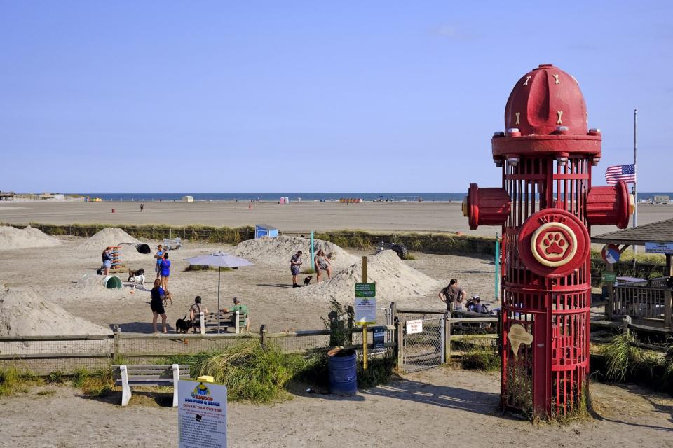 dogs and their owners playing in Wildwood Dog Park and Beach in Wildwood, New Jersery