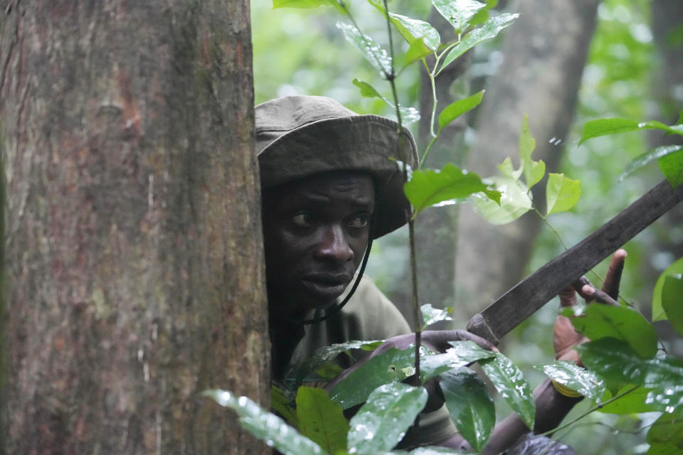 Sunday Abiodun, 40, a former poacher turned forest ranger, armed with a cutlass, looks for poachers inside the Omo Forest Reserve in Nigeria on Monday, July. 31, 2023. Before becoming a ranger, Abiodun killed animals for a living, including endangered species. He is now part of a team working to protect the Omo Forest Reserve, which is facing expanding deforestation from excessive logging, uncontrolled farming and poaching. (AP Photo/Sunday Alamba)