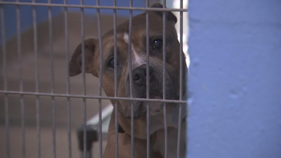 The shelter is currently caring for more than 500 animals.