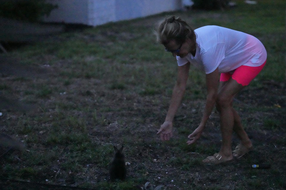 Kim Renk Dryer, who runs a private rabbit sanctuary in Rhode Island, attempts to capture a rabbit, Thursday, July 20, 2023, in Wilton Manors, Fla. Efforts are underway to rescue the domesticated rabbits that have populated a Florida neighborhood. Rescue groups are using traps, hands and sometimes nets to capture the 60 to 100 lionhead rabbits living in a community near Fort Lauderdale. Dryer flew from Rhode Island to South Florida on Thursday to help with the rescue effort. (AP Photo/Wilfredo Lee)