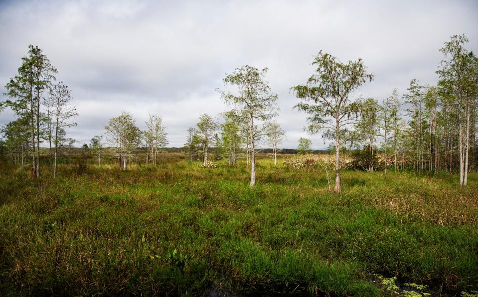 A prairie at Corkscrew Swamp Sanctuary. This area is going through the restoration process. Willows and other woody shrubs that choked the area have been removed. 