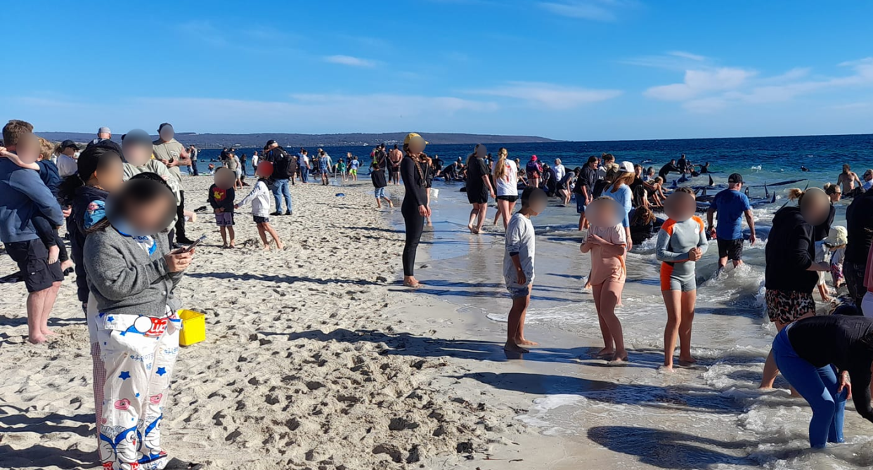 Pilot whales have become beached on the WA coastline prompting safety warnings from authorities. Source: Facebook 