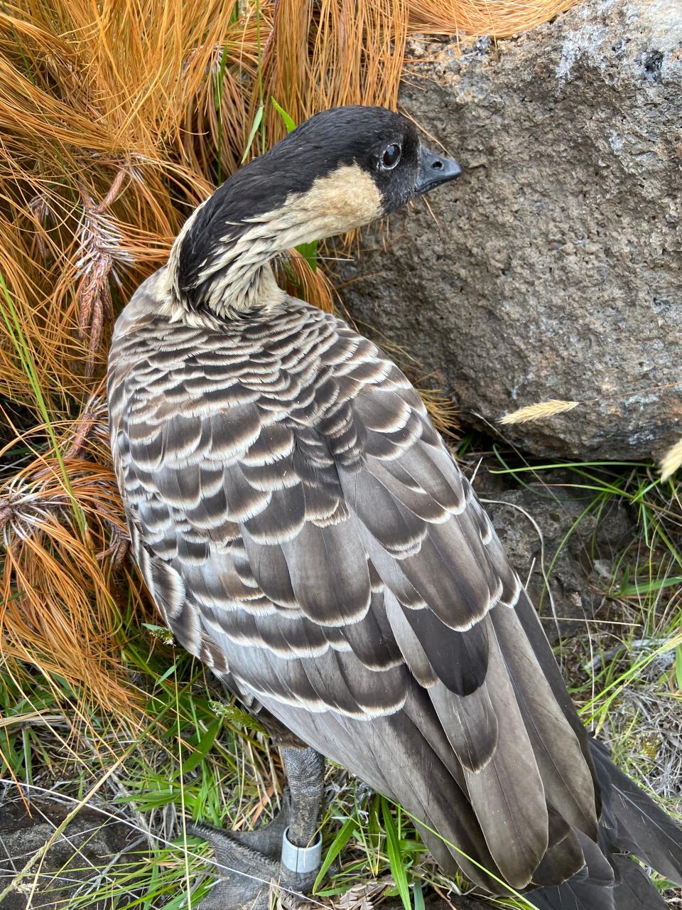 The nēnē is Hawaii's state bird and endemic to the islands.