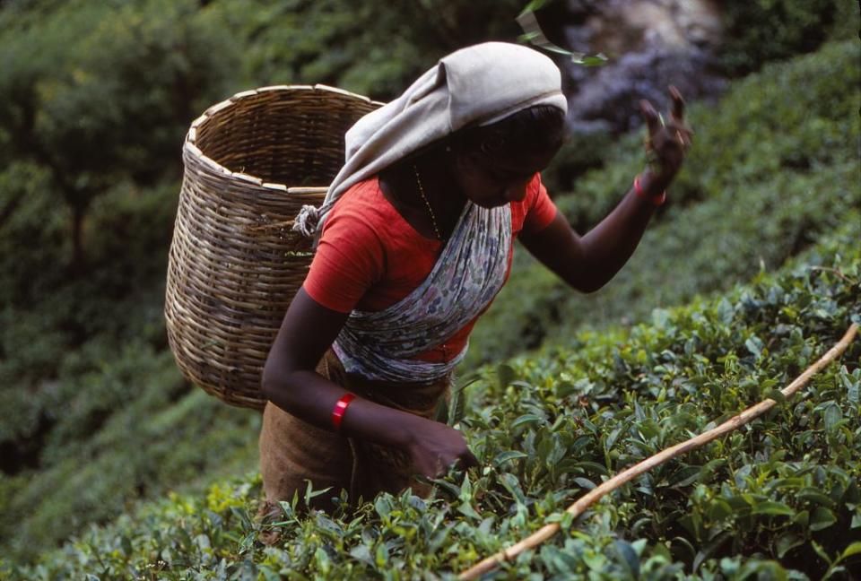 Tea production is one of the main sources of trade for Sri Lanka.<span class="copyright">CM Dixon/Heritage Images via Getty Images</span>
