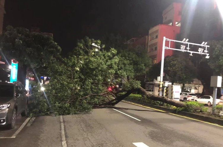 高雄市短時間內發生兩起路樹傾倒意外。   圖：國民黨高雄市青工會提供