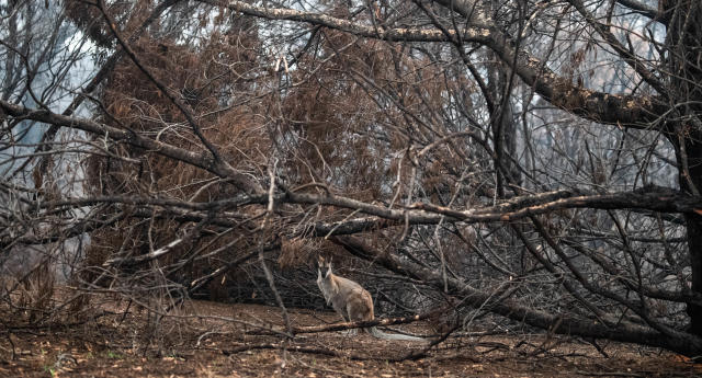 bushfire ready