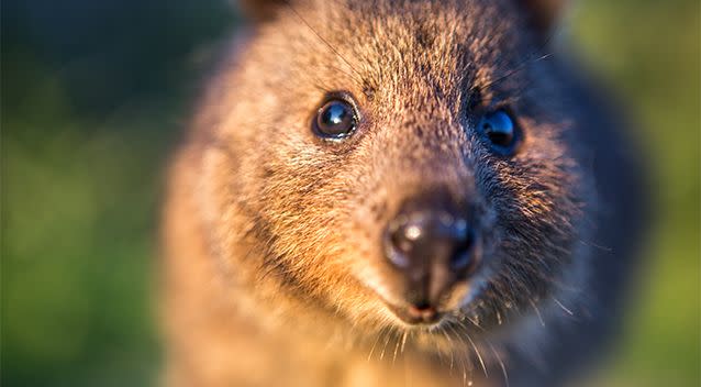 Quokkas are listed as a vulnerable species. Photo: Getty Images