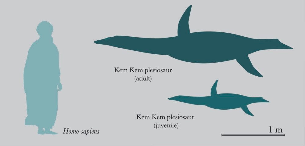 Plesiosaurs found in the Kem Kem Kem beds of Morocco, with a Homo sapien for scale.