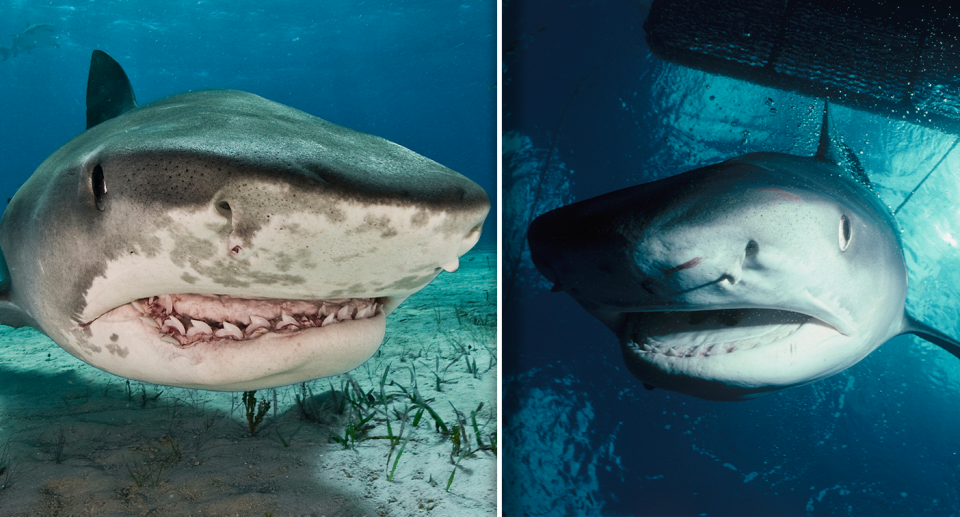 Two images of tiger sharks side by side.