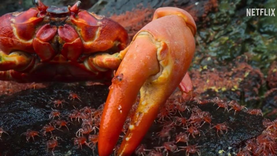 A large red crab with its claw in the center picking up baby crabs to eat.