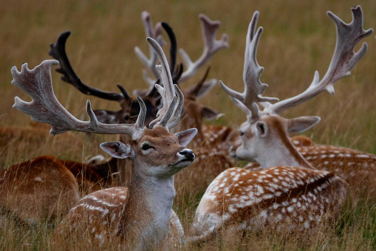 Fallow deer bucks  (Getty Images)