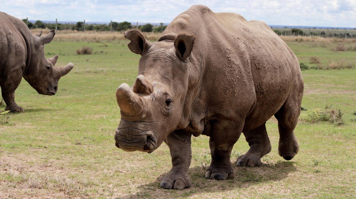 The northern white rhino may be functionally extinct, its last male having
