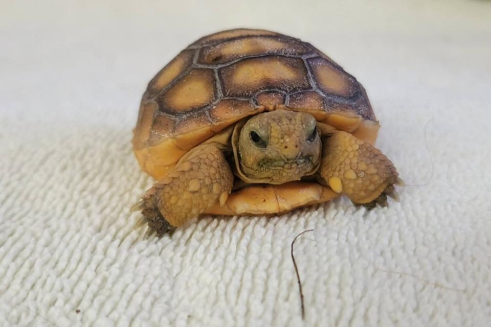 gopher tortoise concrete rescue