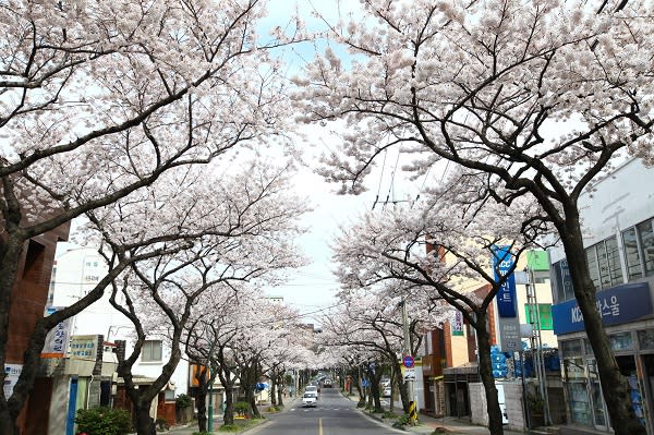 濟州島 典農路 櫻花