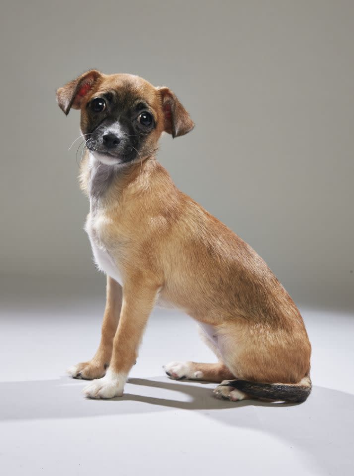 <p>But has he ever adopted any Puppy Bowl players? “That would be like an NFL ref marrying Tom Brady, which, come to think of it, would be awesome,” he jokes. “In all seriousness, I am a foster dad to shelter pups in my area. I recently fostered one puppy — Biscuit the chiweenie — who was selected to <em>be</em> in Puppy Bowl. Let’s see how she performs on the field!”<br>(Photo: Animal Planet) </p>