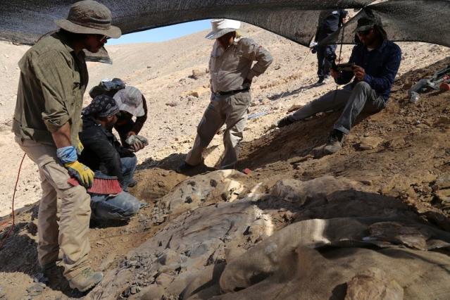 Remains of Jurassic sea predator found in Chile's Atacama desert