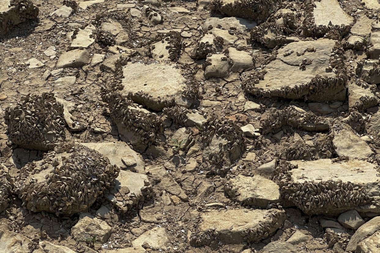 Freshwater shells on a dry bank of the dried out Bileca lake, near the town of Bileca, Bosnia, Thursday, Sept. 5, 2024. Experts say the summer of 2024 in the Balkans was the hottest since measurements started more than 130 years ago. (AP Photo/Eldar Emric)