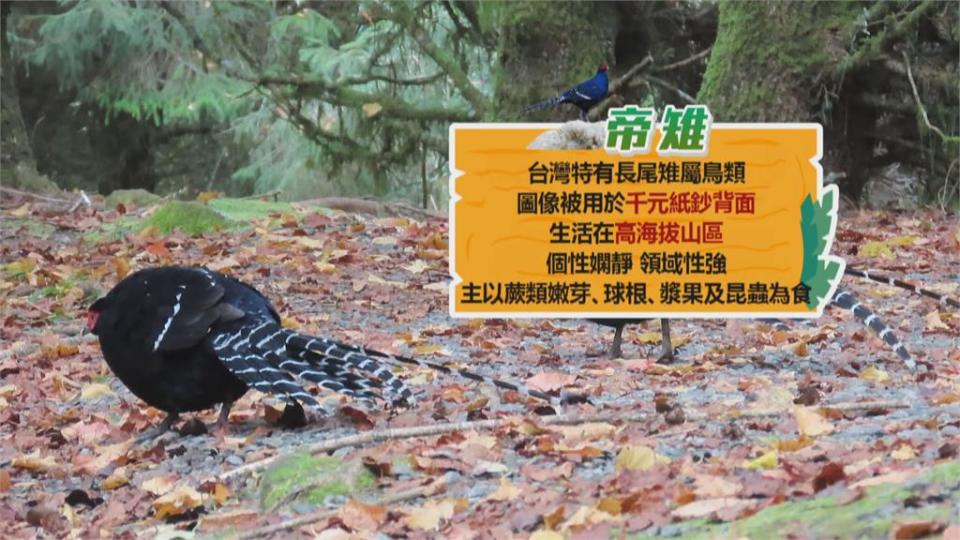 疫情延燒遊客大減　阿里山山羌、帝雉自在覓食