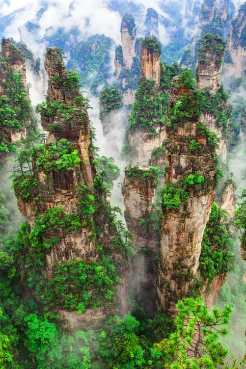 green lush national forest