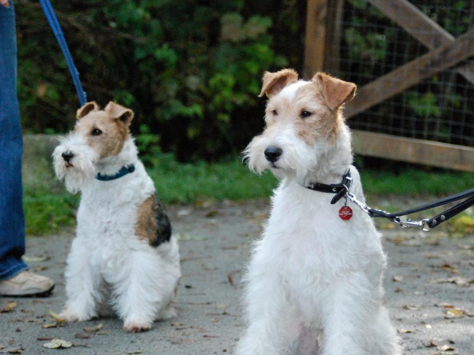 Two_Wire_Fox_Terriers