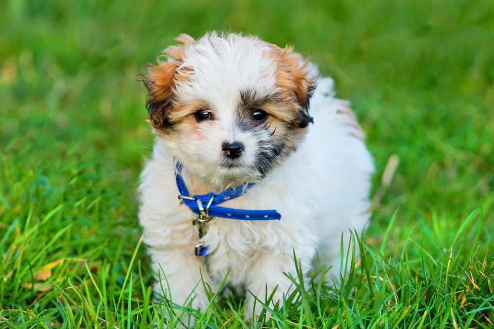 <p>Any Havanese owner will tell you that these dogs are pretty perfect pets. Not only are they <a href="http://www.vetstreet.com/dogs/havanese#0_no7hv3zh" rel="nofollow noopener" target="_blank" data-ylk="slk:hypoallergenic and low-shedding;elm:context_link;itc:0;sec:content-canvas" class="link ">hypoallergenic and low-shedding</a> — Vetstreet gives them a 1 out of 5 on the shed-scale — but they are also incredibly friendly, affectionate, and smart. However, Vetstreet notes that while they don't shed much, they aren't completely non-allergenic. See if you can spend time around one and see how it affects your allergies before you decide to add one to your household. </p>