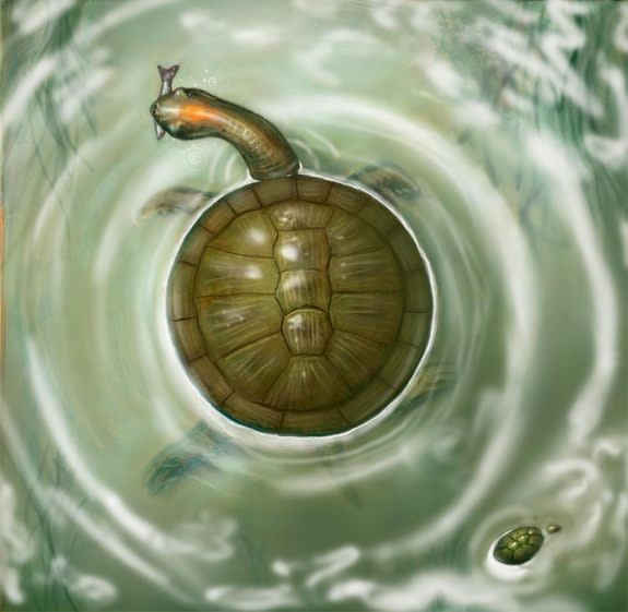 The round shape of a new species of fossil turtle, reported July 11, 2012, and found in Cerrejon coal mine in Colombia, would have meant more surface area to be warmed by the sun.