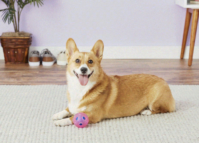 Mini Me Squeaky Breed Dog Toy: Corgi