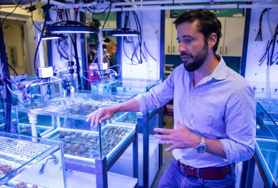 Ian Enochs habla con la reportera del Miami Herald Alex Harris en un laboratorio de la Escuela Rosenstiel de Ciencias Marinas, Atmosféricas y de la Tierra, el martes 1º de agosto de 2023, en Miami, Florida. Lauren Witte/lwitte@miamiherald.com