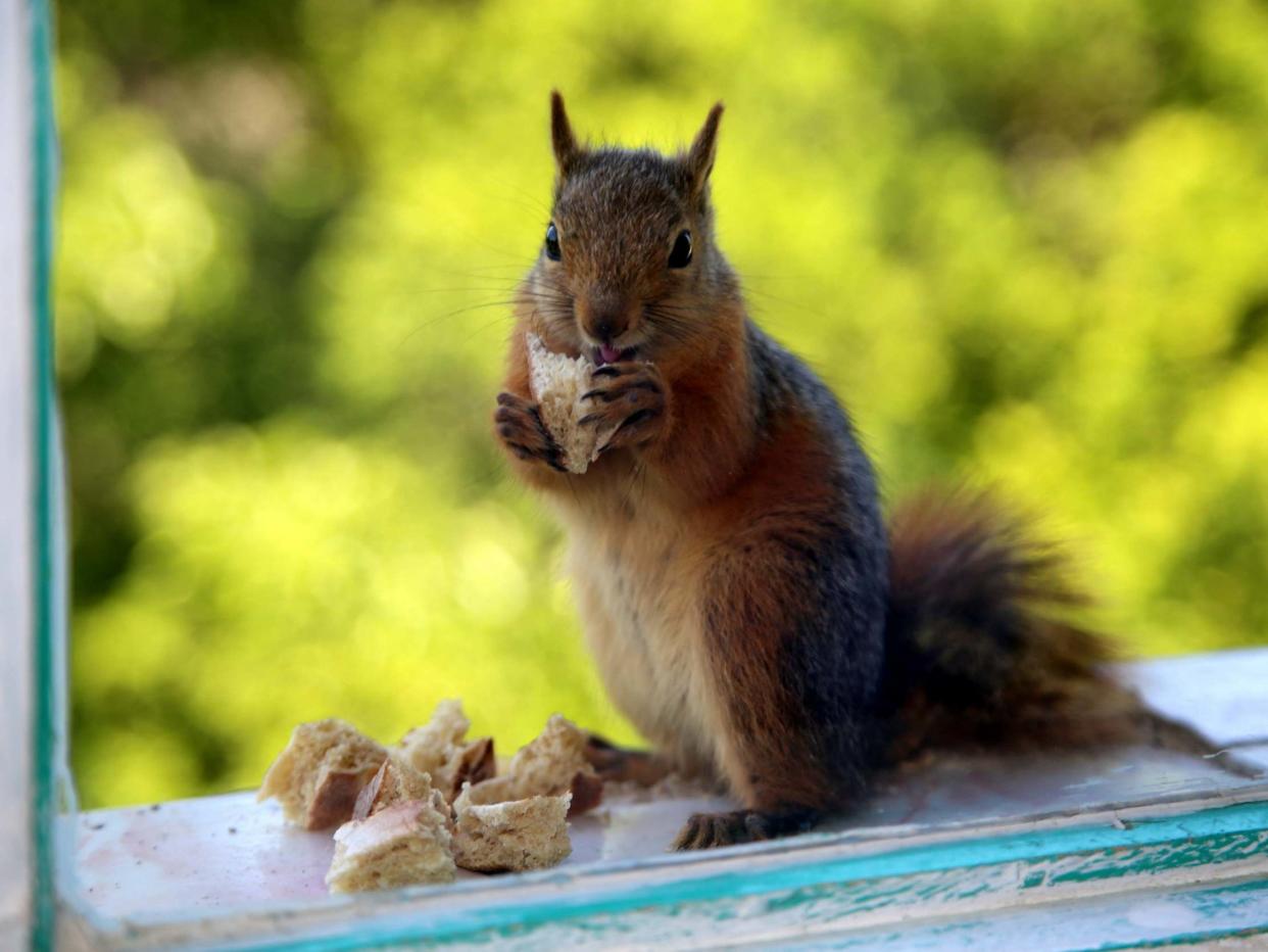 Officials in Colorado warn that bubonic plague was confirmed in one squirrel: Anadolu Agency via Getty Images