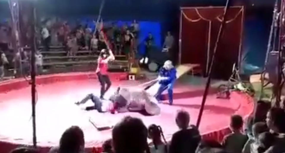 Two female trainers strike the bear as it pins the man to the ground. Source: Twitter/English Russia