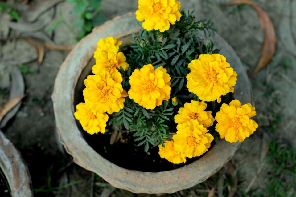 fall flowers for pots containers marigolds