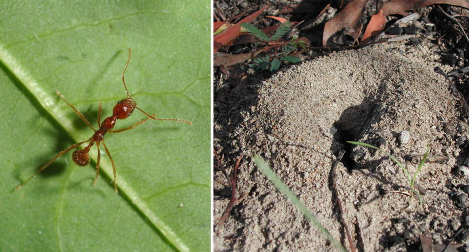 Left: Funnel ant on green leaf. Right: Dirt mound caused by funnel ant. 