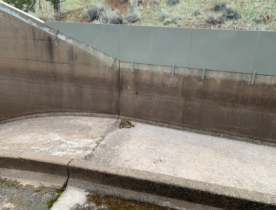 CPW rescues yearling mountain lions from spillway