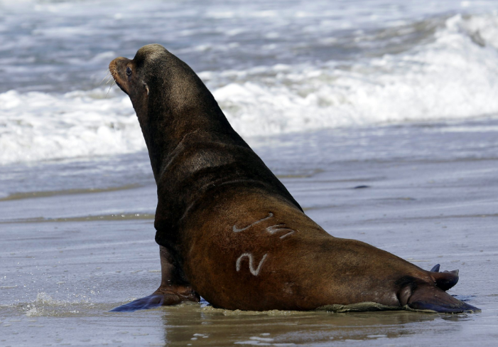 A California sea lion heads towards the Pacific OceanSource: AP